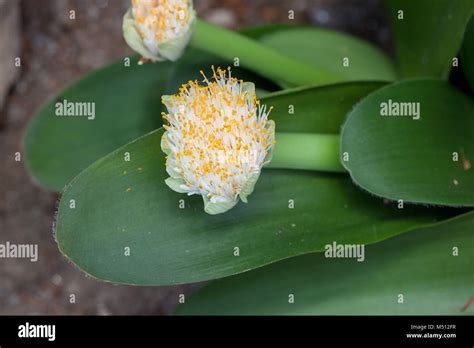 Haemanthus Plant Hi Res Stock Photography And Images Alamy