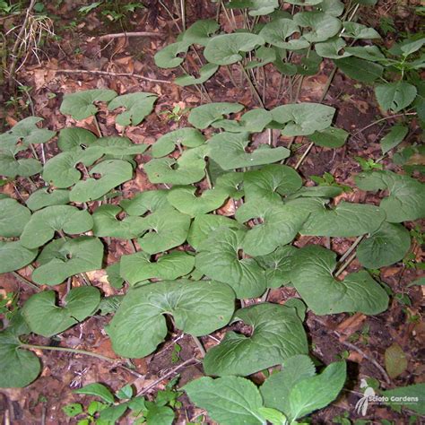 Wild Ginger Ground Cover