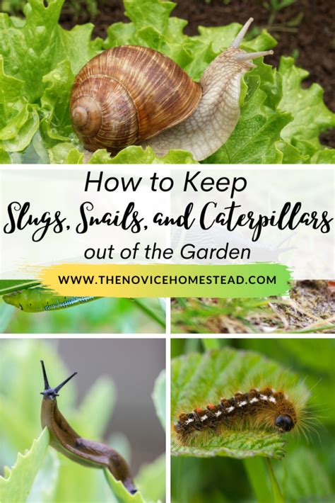 6 Ways To Keep Snails Slugs And Caterpillars Out Of Garden The Novice