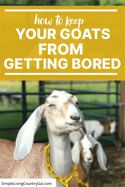 How to build a goat playground for free – Artofit