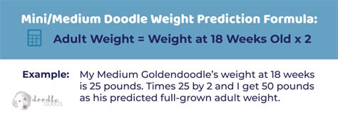 Springerdoodle Size Chart With 1,000+ Weight Data Points - Doodle Doods