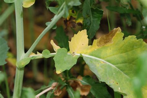 Sclerotinia Stem Rot In Review Top Crop Managertop Crop Manager