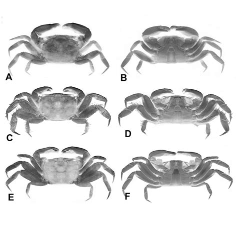 Macrophthalmus Mareotis Pacificus Dana 1851 Plazi Treatmentbank