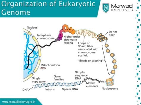 Eukaryotic Dna Replication Ppt