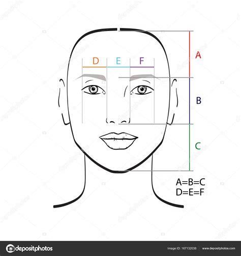 Modelo Proporções Rosto Perfeito Ilustração Vetorial imagem vetorial de ...