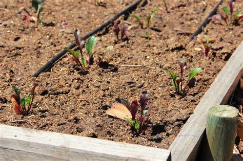 Beetroot Planting Vegetable Farming South Africa