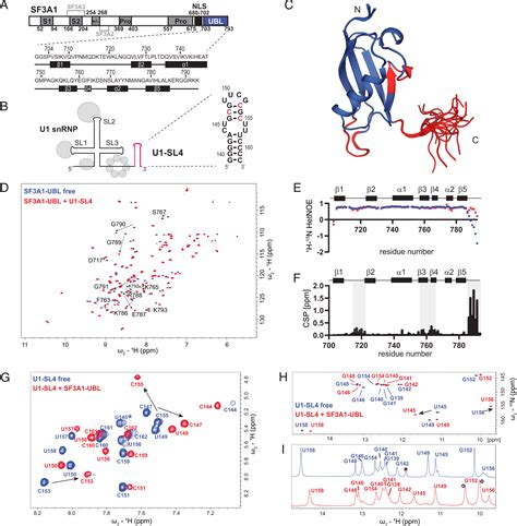 Sequence Specific Rna Recognition By An Rgg Motif Connects U And U