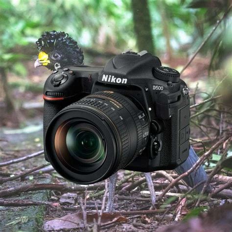 The 5 Best Birding Cameras In 2023 Mirrorless To Superzoom