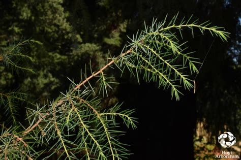 Juniperus Rigida Temple Juniper Needle Juniper Hoyt Arboretum