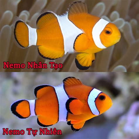 Cập nhật nhanh 71+ cá cảnh nemo đặc sắc nhất - Vietmind Edu