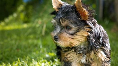 C Mo Saber Si Un Yorkshire Terrier Es De Raza Pura Vimar Alfambra