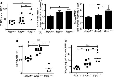 Jci Selenoprotein P Influences Colitis Induced Tumorigenesis By