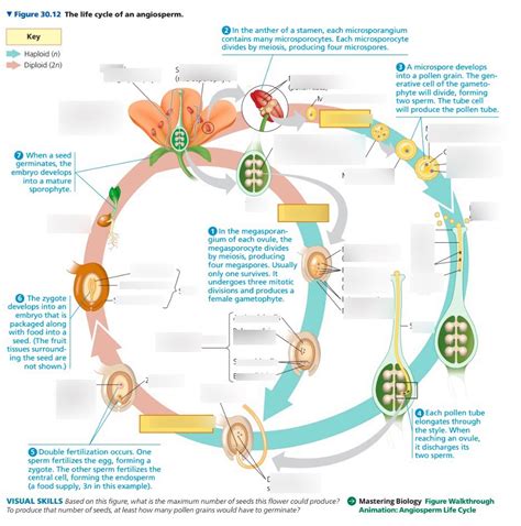 The Cycle Of An Angiosperm Diagram Quizlet