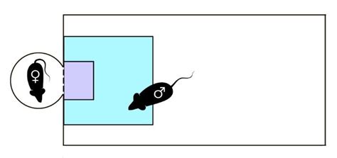 Modified Sexual Incentive Motivation Test Setup Setup Includes Download Scientific Diagram