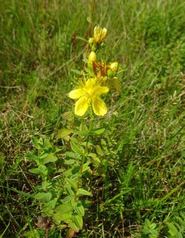 Kantet Perikon Hypericum Maculatum Naturbasen