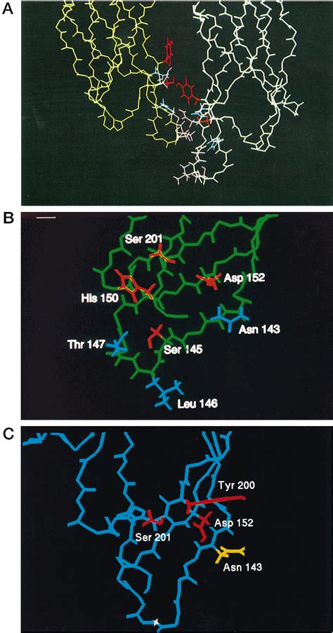 Receptor dimerization domains. A, viewed from side. carbon chains of ... 
