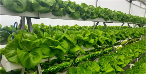 7 Benefits Of Hydroponics Farming Agriteller