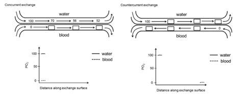 Countercurrent Exchange In Fish Diagram - slidesharetrick