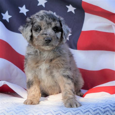 Mini Aussiedoodle For Sale Holmesville, OH Male- Finn – AC Puppies LLC