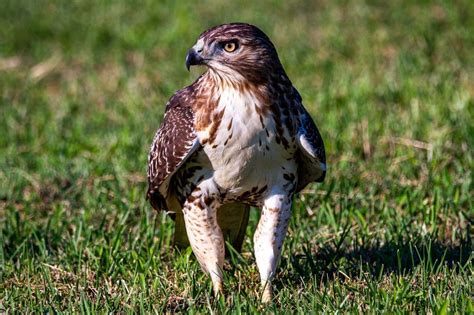 Red-Tailed Hawks (Buteo jamaicensis) Information | Earth Life