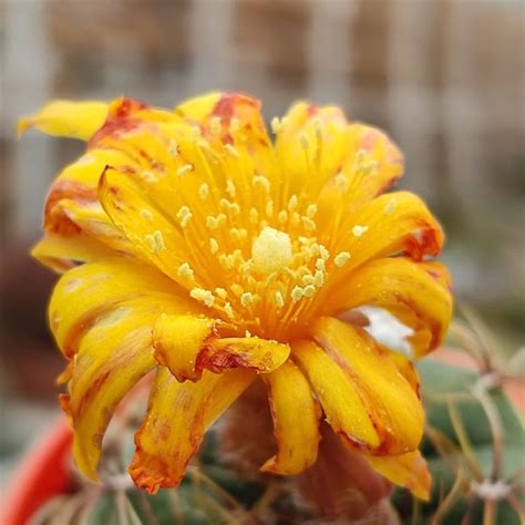 Matucana Aureiflora Giromagi Cactus And Succulents