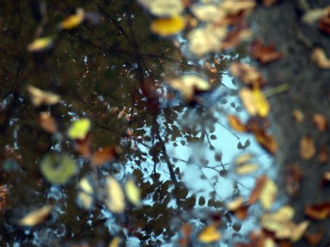 Another World Reflection In A Still Puddle Nimbus55 Flickr