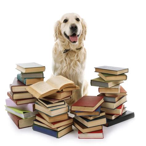 Retrato De Labrador Con Pila De Libros Aislado En Blanco Foto Premium