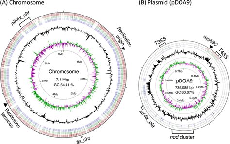 The Genome Structure Of Bradyrhizobium Sp DOA9 A Circular