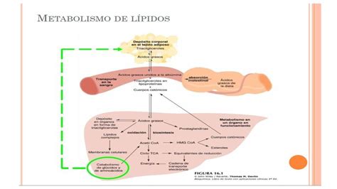 Solution Integraci N Metabolismo De L Pidos Studypool