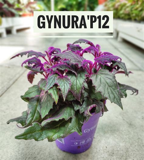 Gynura aurantiaca ‘Purple Passion’ – Kame Gardens