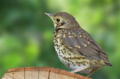 15 Types of Thrush Birds: An Overview (with Pictures) - Optics Mag