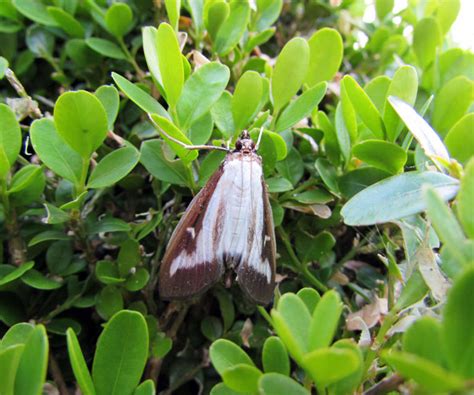 What Is A Box Tree Moth Discover The Damage Box Moths And Box