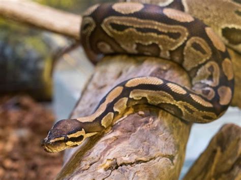 11 Ball Python Shedding Signs (+What To Do) – Mercury Pets