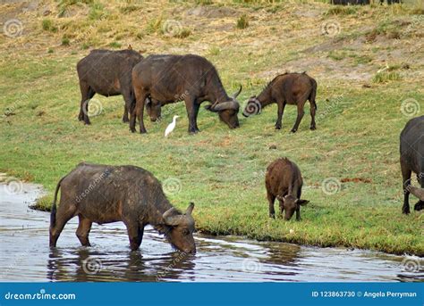 Cape Buffalo Herd at the River in Botswana Stock Photo - Image of ...