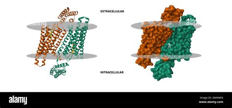 Structure of the active delta opioid receptor with the small molecule ...