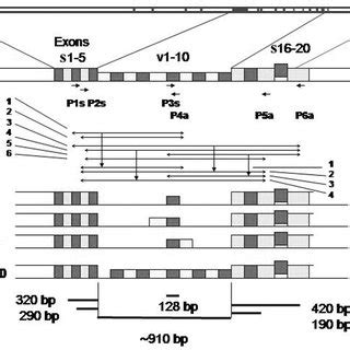 Schematic Representation Of The CD44 Gene The Gene Spans 92 Kb And