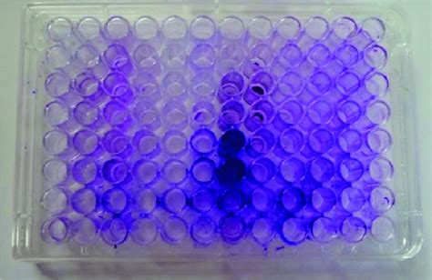 Microtiter Plate Assay Indicating Biofilm Production Download Scientific Diagram