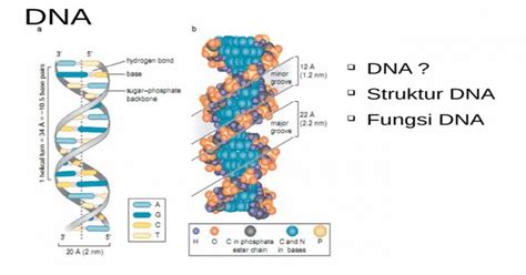 Struktur Dna