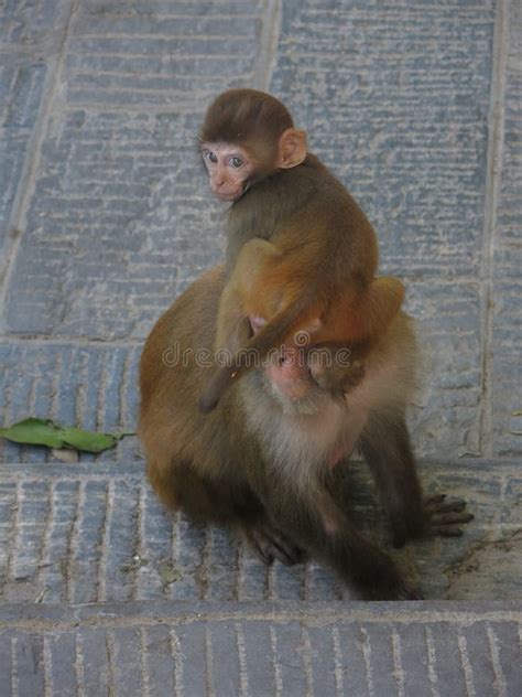 Funny baby monkey stock photo. Image of primate, safety - 47299376