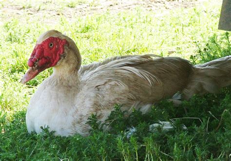 White Muscovy Ducklings (Frey's Hatchery) — Thunder Bay Feeds