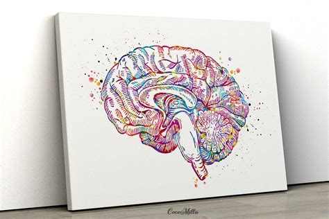 Brain Cross Section Anatomy Watercolor Print Medical Art | Etsy