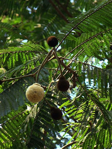 Plantekey Auroville Botanical Garden