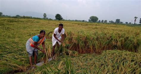 Telangana Farmers In Trouble After Unseasonal Rains Destroy Crops