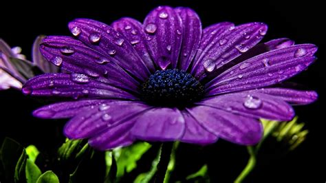 Purple Chrysanthemum Flower Water Drops Black Background HD Purple ...