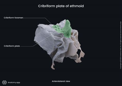 Cribriform Plate Of Ethmoid Media Library Anatomyapp Learn