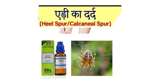 Aranea Diadema Homoeopathic Medicine Hindi