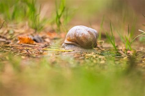 Premium Photo Beautiful Burgundy Snail On The Forest Floor Helix