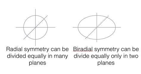 Symmetry in animals - Overall Science