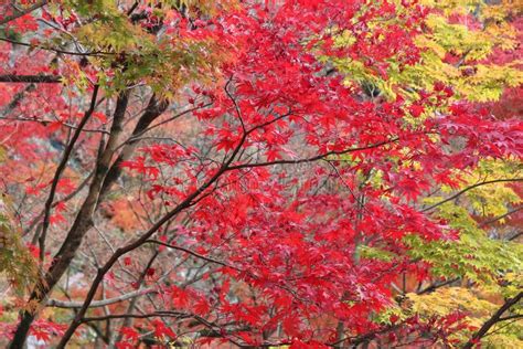 Japanese Maple Autumn Stock Image Image Of Color Garden 127604975