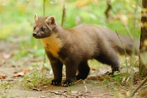 Baummarder Forum Für Naturfotografen